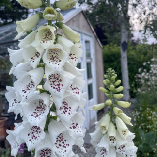 Hvid Digitalis