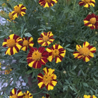 Tofarvede tagetes