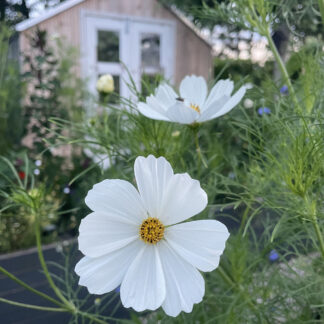 Hvid cosmos