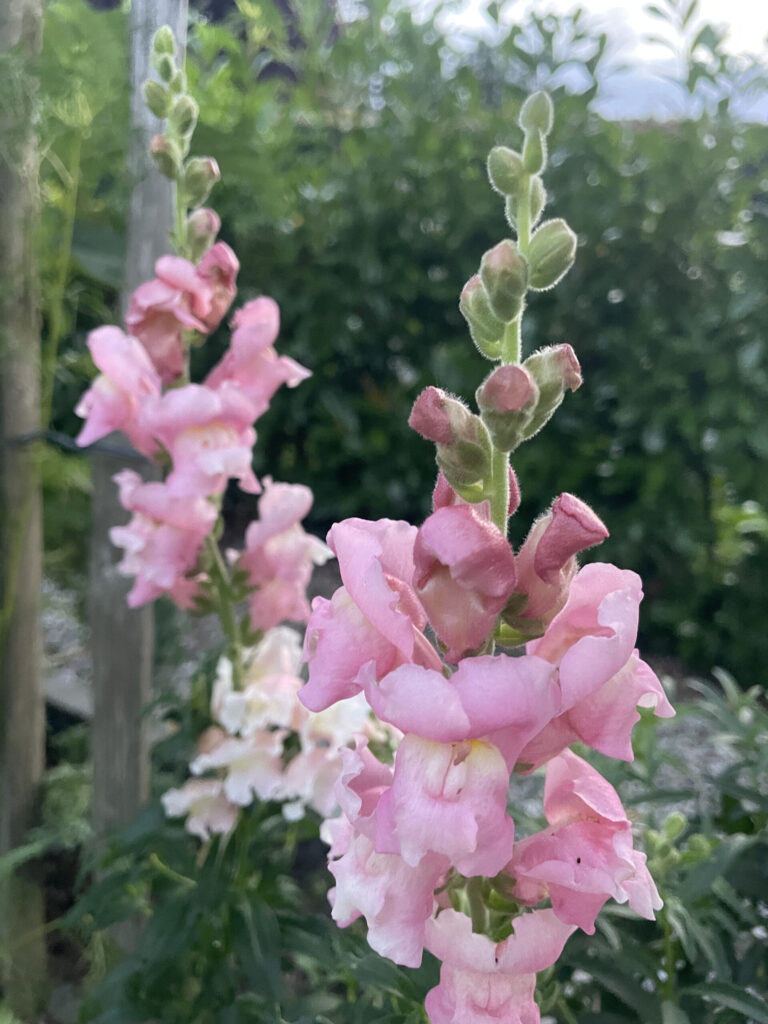 Blomsterfrø