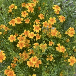 Appelsin Tagetes