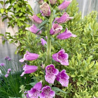 Pink Digitalis