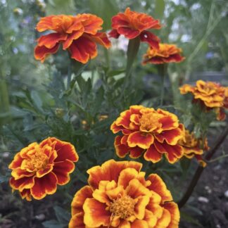 Tagetes