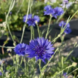 Blå Kornblomst