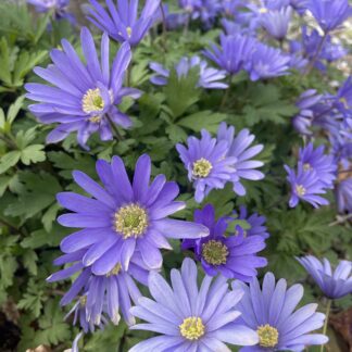 Blå anemone