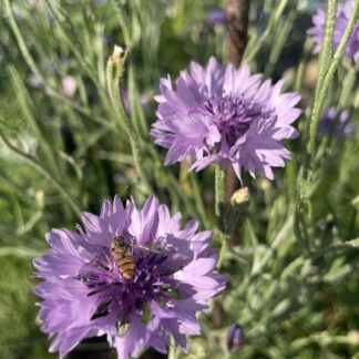 lilla kornblomst