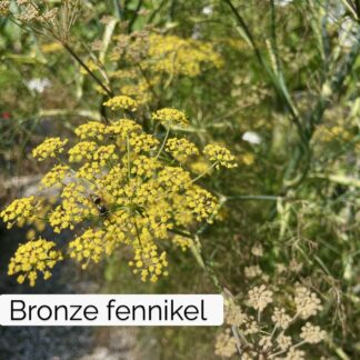 Bronze fennikel